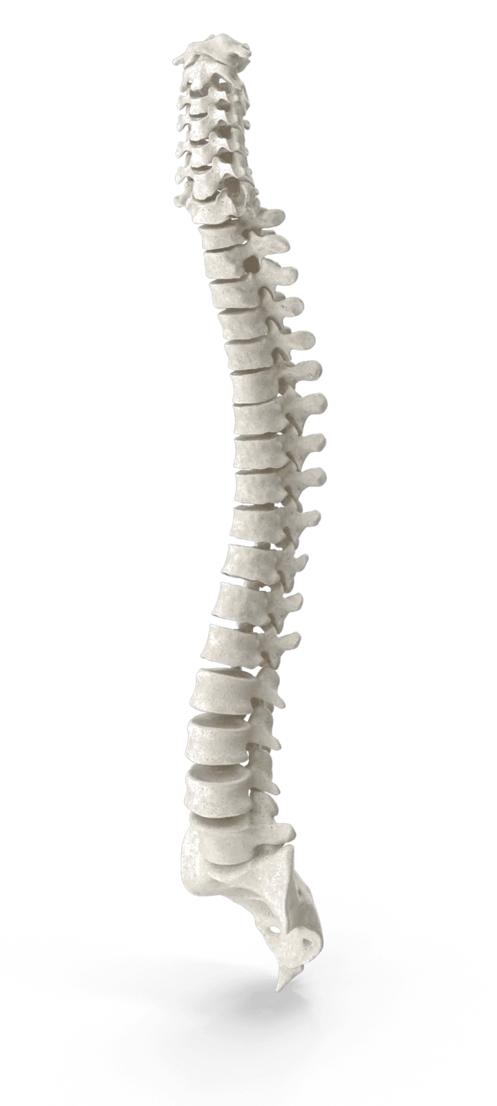 Human spine anatomy illustration.